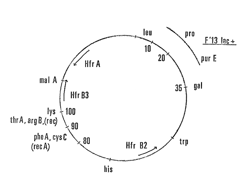 scan0035DE F' Plasmid gene map with phage